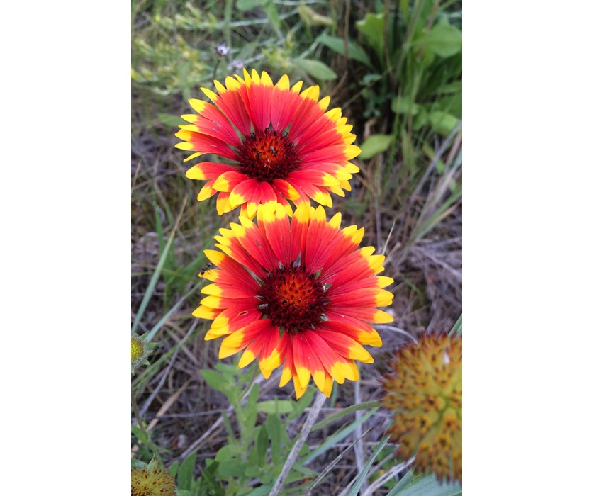Common Gaillardia